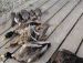 Рыболовная база отдыха «Fish Club» (Фиш Клуб)